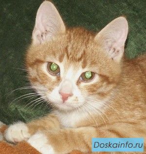 Рыжий котик возраст 4,5 месяца.