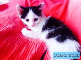 Котик в добрые руки