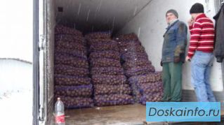Продам картофель оптом.