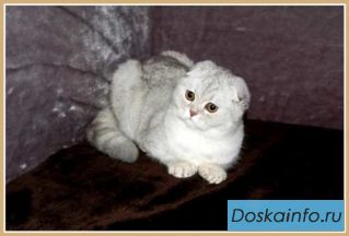 Шотландская клубная кошечка Камилла.