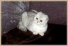 Уменьшенная картинка