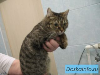 Кошка мышеловка