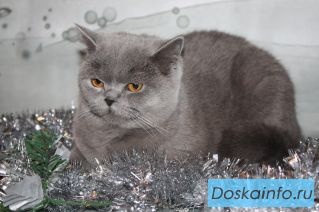 Голубка
