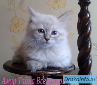 Амур Тайна Вселенной, котенок от Чемпиона Мира