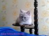 Уменьшенная картинка