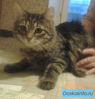 Сибирский котенок Агаша в добрые руки