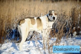 Алабай (САО) в дар. 