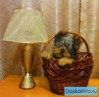 Щенки         йоркширского    терьера!
