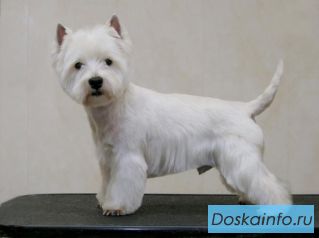 Услуги для ваших любимцев. Стрижка собак и кошек