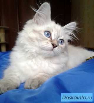 Амур, Бог Любви