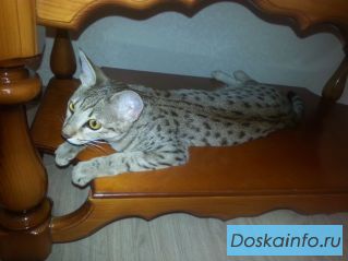 Элитные котята Саванна f4