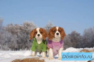 Кавалер      кинг          чарльз спаниель, два мальчика.