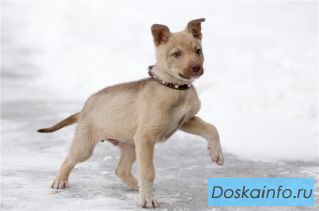Щенок средней собачки в поисках дома