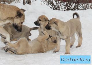 Щенки Анатолийской овчарки       (Кангала) с документами