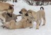 Уменьшенная картинка