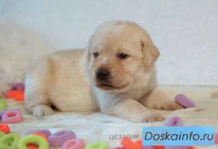 Красивые              щенки   лабрадора