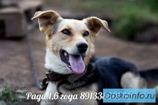 Собаки на охрану