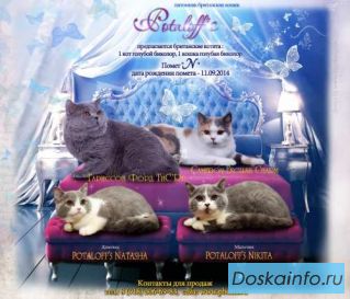 Британские котята из питомника Potaloffs