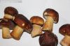 Гриб белый свежий шоковой заморозки из Тюмени.100%не червивый.500рублей кг.