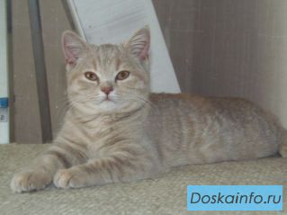 Лиловая британка