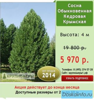 Крупномеры Хвойных Деревьев.              Скидка 70%!
