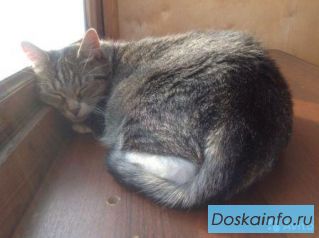 Уютная серая кошечка - в любящую семью!