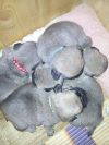 Уменьшенная картинка