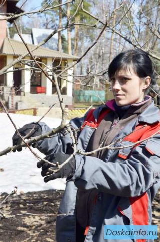 Профессиональная обрезка плодовых деревьев