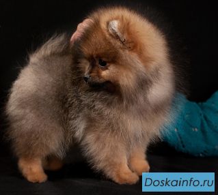 Шпиц померанский миниатюрный