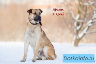 Любвеобильный Грей ищет дом