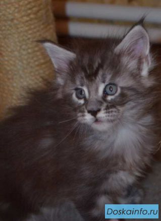 Котенок      породы                Мейнкун