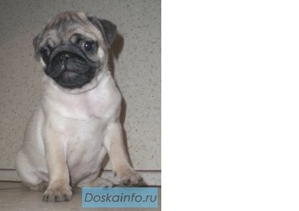 Мопсята