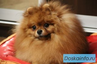 Потерялся шпиц мальчик с клеймом