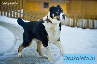 Буч-шикарный серьезный алабай в опытные руки