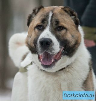 Джим-кобель алабая в дар