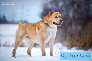 Шикарный кобель кавказской аборигенной овчарки в дар