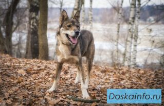 Волчек-статный мужчина в самом расцвете сил!В ответственные добрые руки!