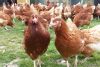 Продам молодок кур-несушек               высокой яйценоскости.