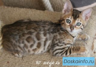 Бенгальские    котята