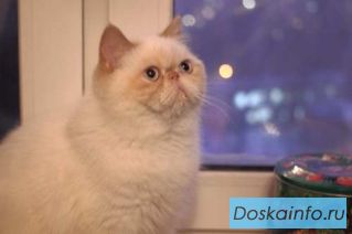 Шикарные               Экзотические котики