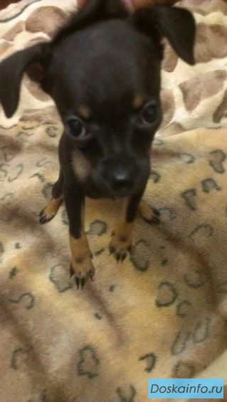 Породистые       щенки породы той-терьер