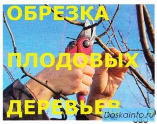 Предлагаем услуги по обрезке деревьев.
