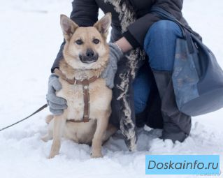 Дина озарница