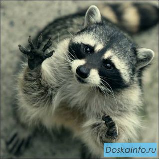 Окажу помощь в                 получение кредита