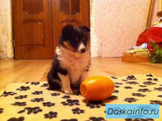 Щенки шелти