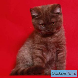 Британские котята