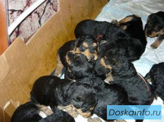 Продам щенков эрдельтерьера