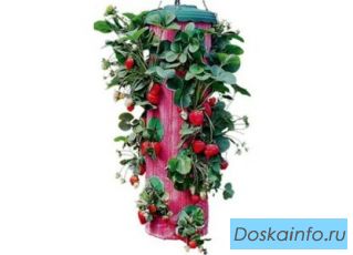 Плантатор для выращивания клубники