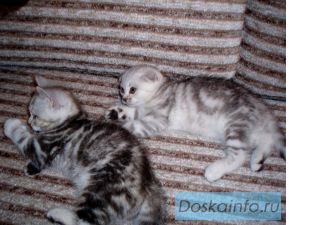 Шотландские вислоухие котята