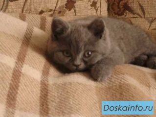 Продаю британских котят